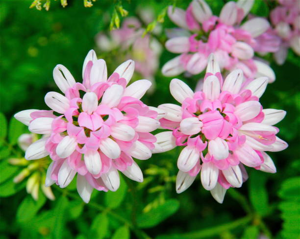 Prince Vetch 72 Crown Vetch Stock Photos, High-Res Pictures, and Images - Getty Images