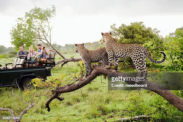 two leopards on tree watching tourists in jeep, back view - african safari people and animals stock pictures, royalty-free photos & images