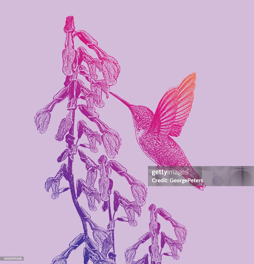 Ruby Throated Hummingbird and Purple Salvia