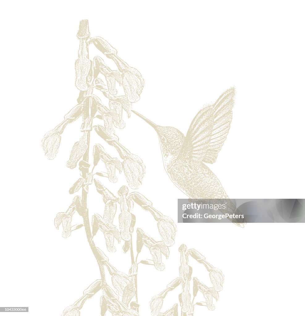 Ruby Throated Hummingbird and Purple Salvia