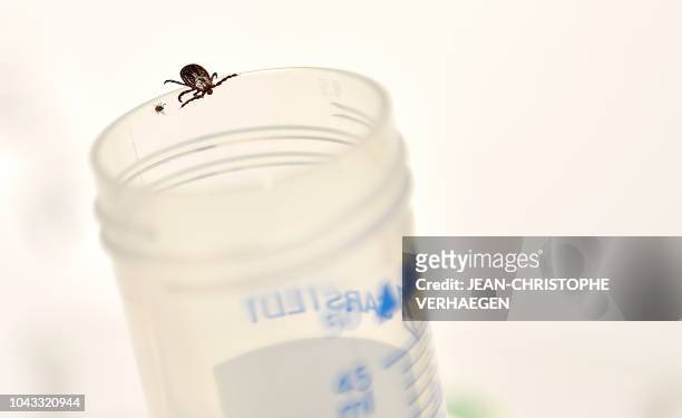 An adult tick is pictured beside a nymph in the laboratory of the INRA which constitutes a "tiquothèque" to study its geographical distribution, the...