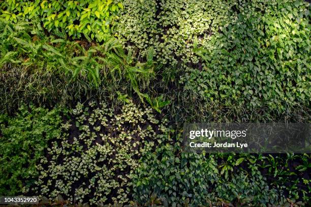 green wall, biowall, plants - living_walls stock pictures, royalty-free photos & images