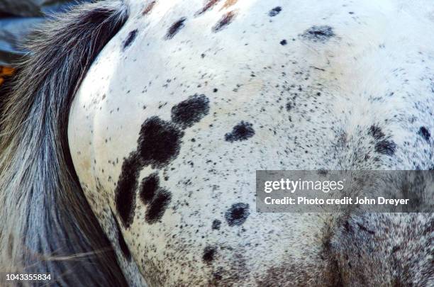 pattern on appaloosa horse - appaloosa stock pictures, royalty-free photos & images