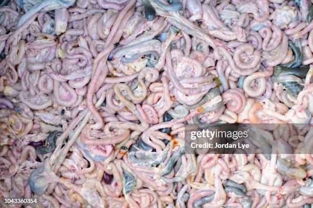 chicken intestine background - compere stock pictures, royalty-free photos & images