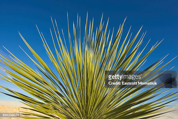 yucca plant, white sands national monument, nm - yucca stock pictures, royalty-free photos & images