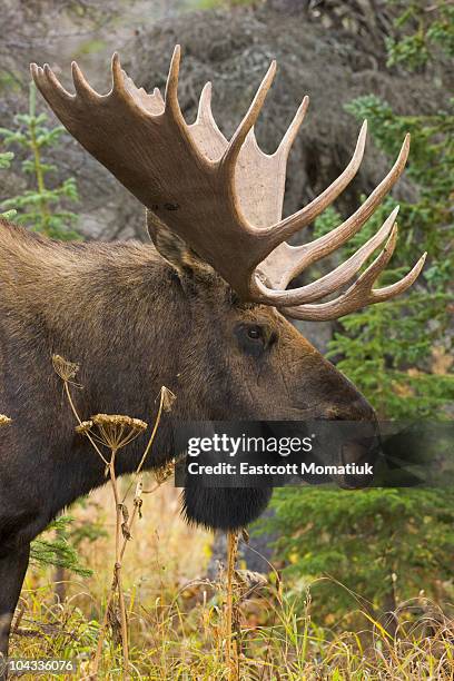 moose bull, chugach state park, alaska - elk stock pictures, royalty-free photos & images