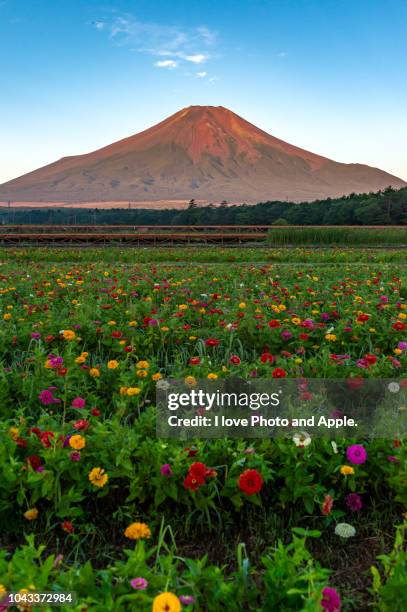 fuji and zinnia - yamanaka lake fotografías e imágenes de stock