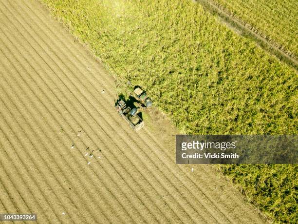 aerial view of australian cane fields being harvested - sugar cane field stock pictures, royalty-free photos & images