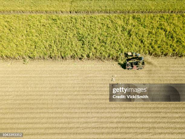 aerial view of australian cane fields being harvested - sugar cane field stock pictures, royalty-free photos & images