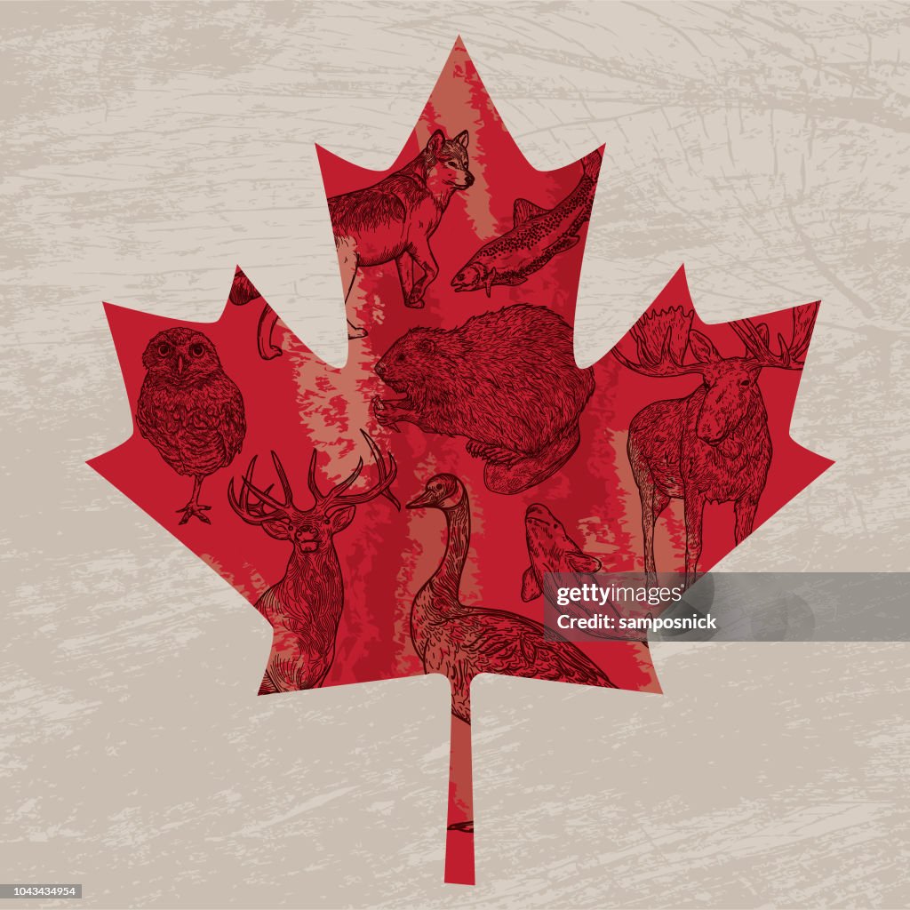 Canadian Animals in a Maple Leaf