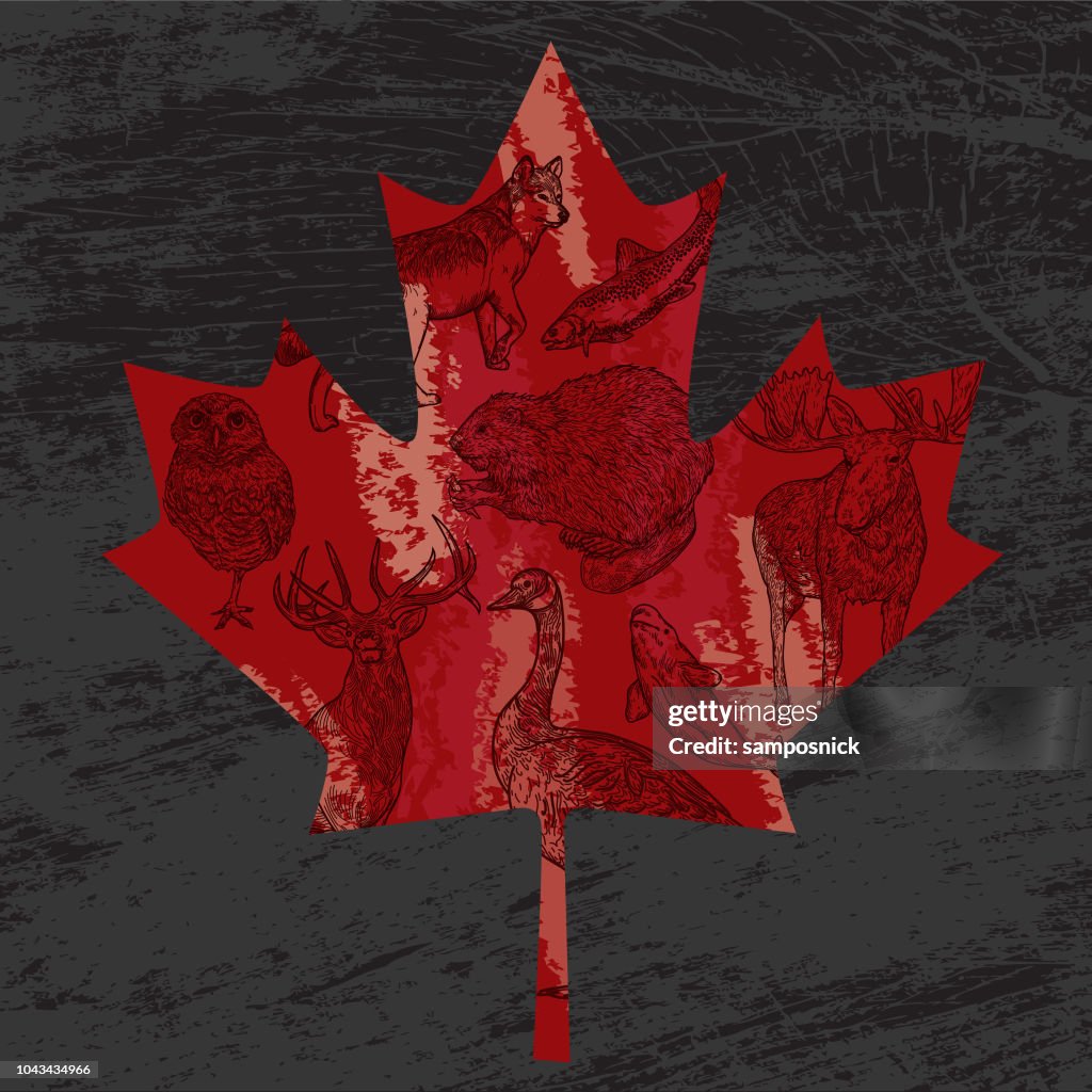 Canadian Animals in a Maple Leaf
