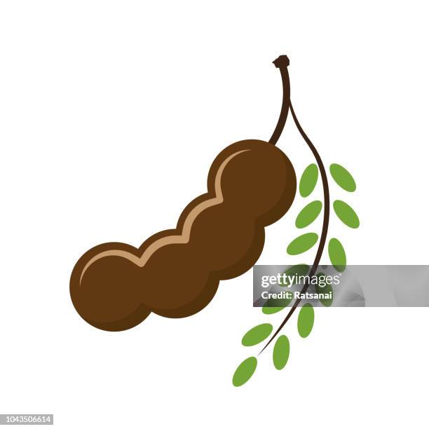 tamarind - tamarind stock illustrations