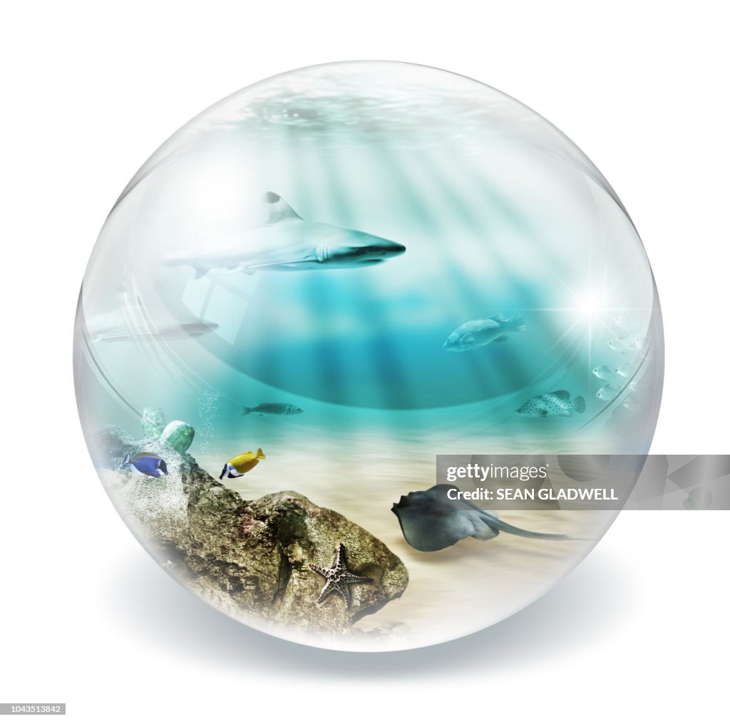 Fish in bubble