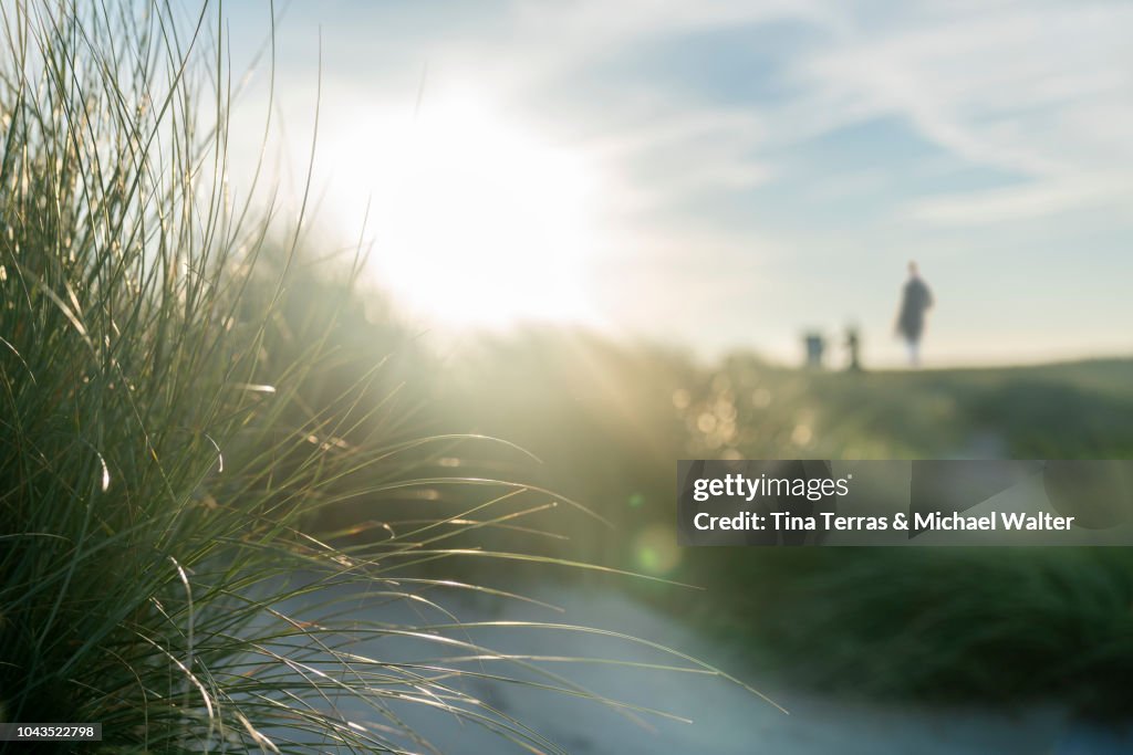 Morning sun over sandy dunes on the island Sylt,