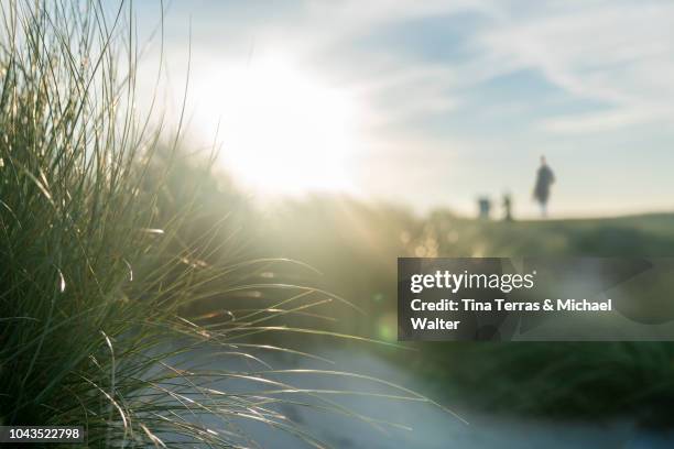 morning sun over sandy dunes on the island sylt, - nature focus on foreground stock pictures, royalty-free photos & images