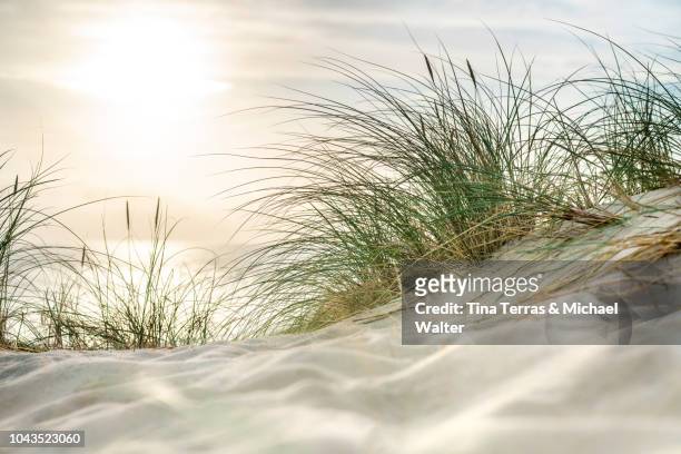 morning sun over sandy dunes and sea on the island sylt - gräser stock-fotos und bilder