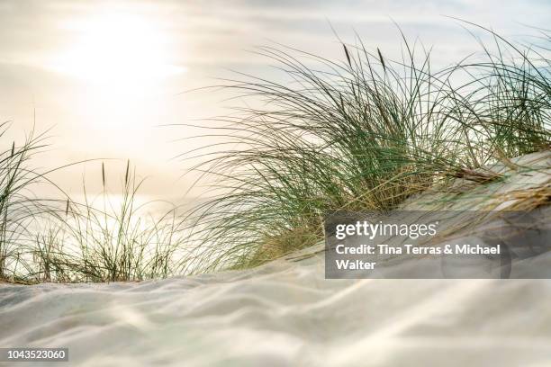 morning sun over sandy dunes and sea on the island sylt - sand plants stockfoto's en -beelden