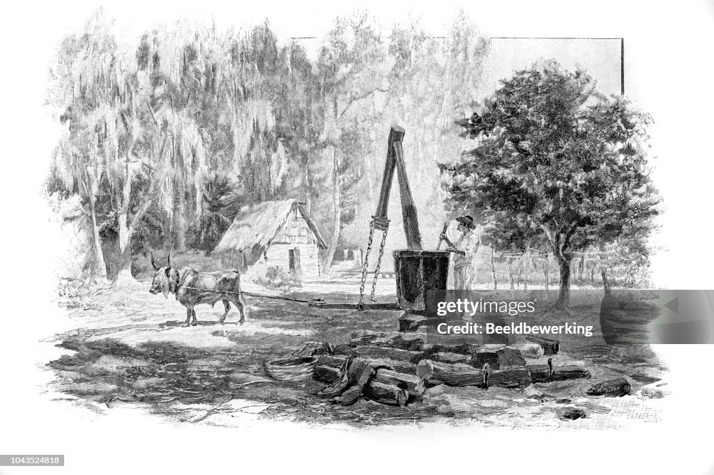 Ox drawn coconut mill on Seychelles illustration 1895 'the Earth and her People'