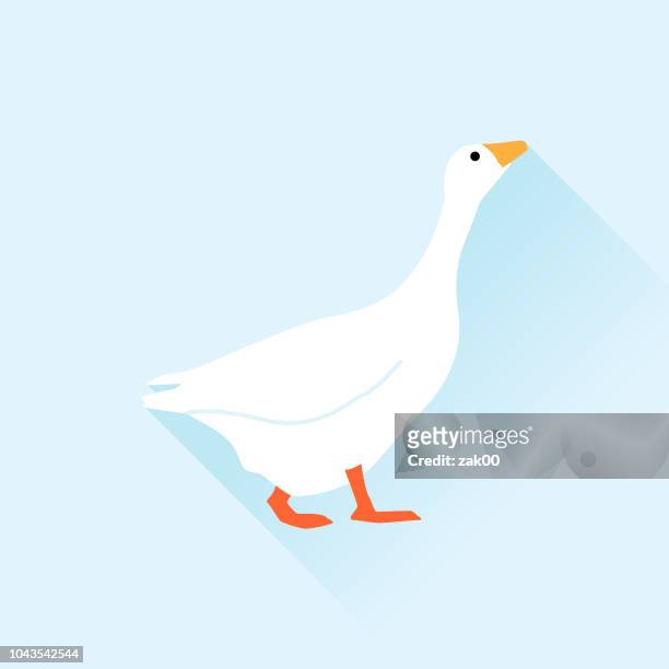 ilustraciones, imágenes clip art, dibujos animados e iconos de stock de ánsar - goose
