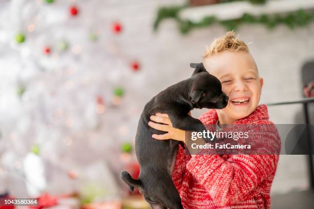 lifting puppy - christmas puppy stock pictures, royalty-free photos & images