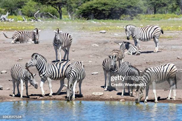 africa, namibia, etosha national park, burchell's zebras, equus quagga burchelli, at chudop waterhole - billabong water stock pictures, royalty-free photos & images