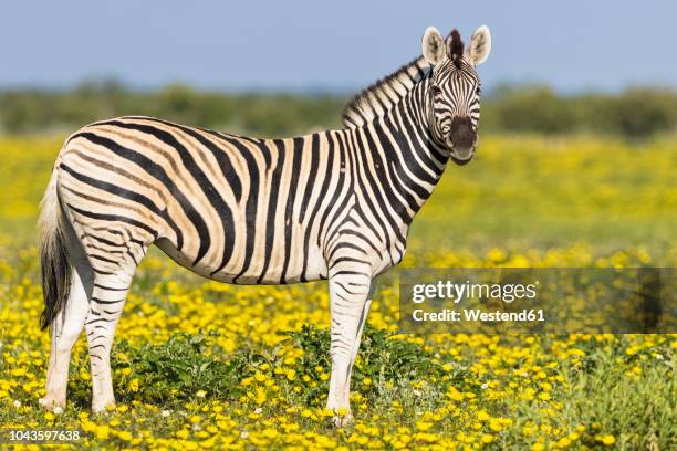 africa, namibia, etosha national park, burchell's zebras, equus quagga burchelli, standing on yellow flower meadow - しまうま ストックフォトと画像