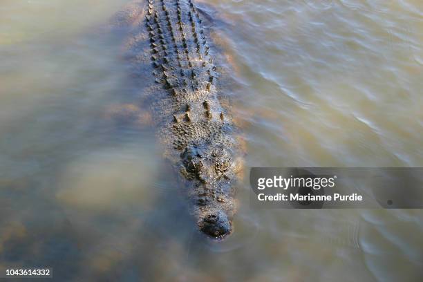 saltwater crocodile in the shallows - crocodile stock pictures, royalty-free photos & images