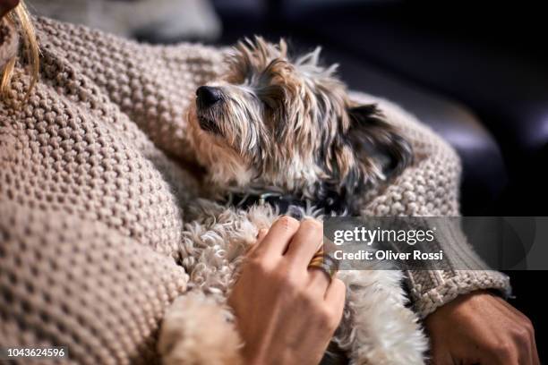 close-up of woman cuddling with lap dog at home - yorkshireterriër stockfoto's en -beelden