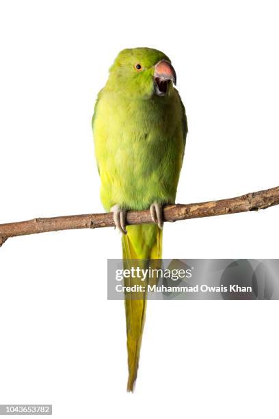 Parrot Raging Angry Parrot Photos and Premium High Res Pictures - Getty Images