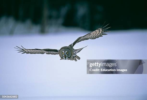 Great Grey Owl, Strix nebulosa, hunting in winter, Finland.