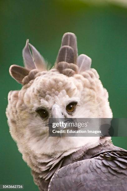 Harpy Eagle from Peregrine Fund re-introduction program, Panama.