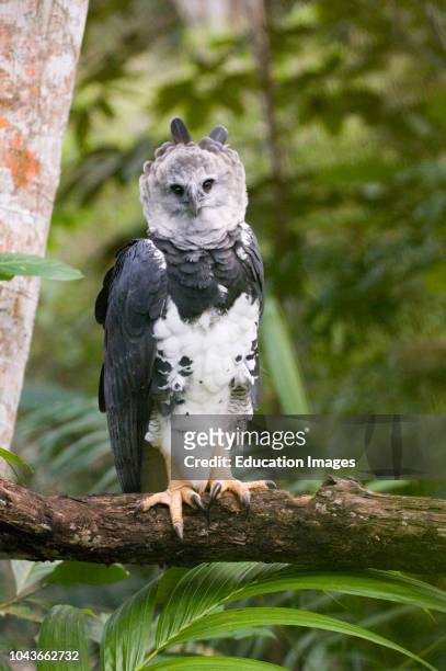 Harpy Eagle from Peregrine Fund re-introduction program, Panama.