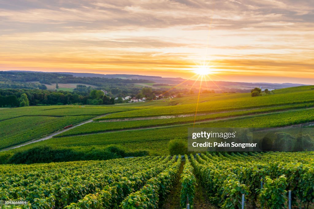 Row vine grape in champagne vineyards at montagne de reims