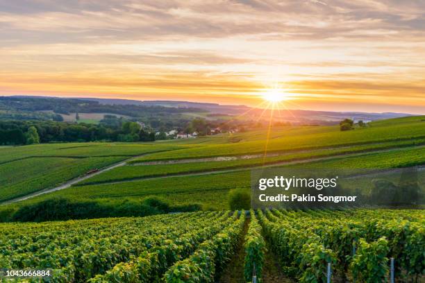 row vine grape in champagne vineyards at montagne de reims - grapes on vine stockfoto's en -beelden