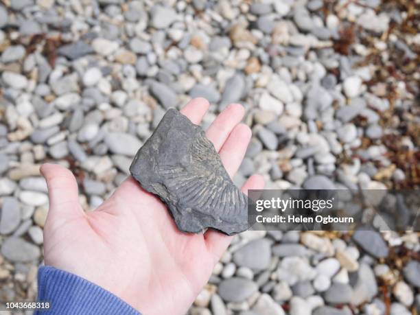 beach fossil hunting discovery - fossil hunting stock pictures, royalty-free photos & images