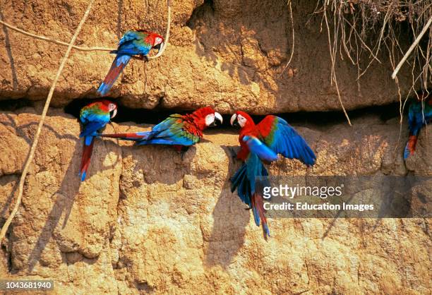 Red and Green Macaws at clay lick, Manu, Peru.