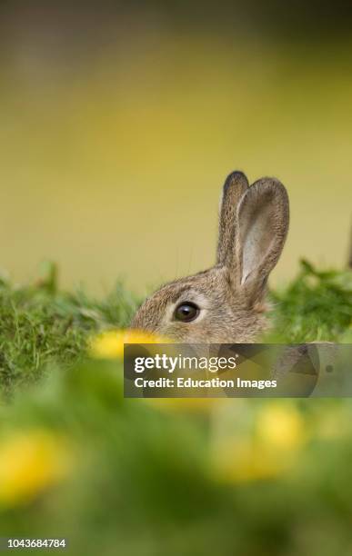 Rabbit, Oryctolagus cuniculus, young at burrow entrance Norfolk, summer.