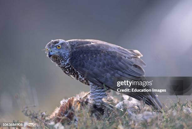 Goshawk, Aciipiter gentilis, feeding on Pheasant Scotland.