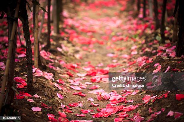 Small Blue Roses Falling 1,005 Falling Roses Stock Photos, High-Res Pictures, and Images - Getty ...