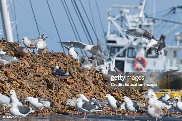 Slaty-backed Gulls, Larus schisisogus, feeding on dead starfish dumped on quay from fishing trawlers Hokkaido, Japan, winter.