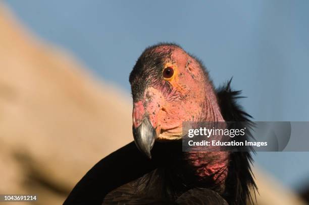 California Condor, Gymnogyps californianus, in wild, Arizona.