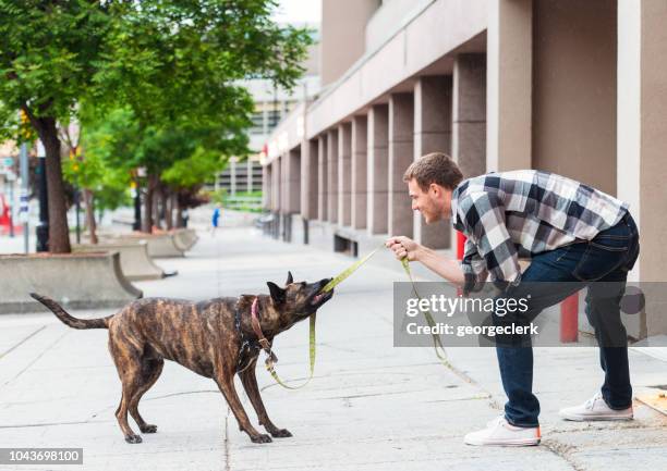 man bonding with his rescue dog - dogs tug of war stock pictures, royalty-free photos & images