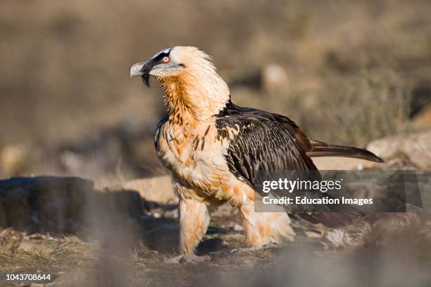 Lammergeier, Gypaetus barbatus, adult, Aren Pyrenees, Spain.