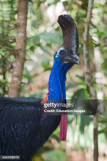 Southern Cassowary, Casaurius casaurius, Cassowary House Queensland Australia.