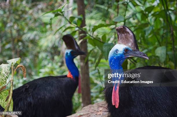 Southern Cassowary, Casaurius casaurius, Cassowary House Queensland Australia.