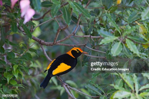 Regent Bowerbird, Sericulus chrysocephalus, male Lamington National Park, Queensland Australia.