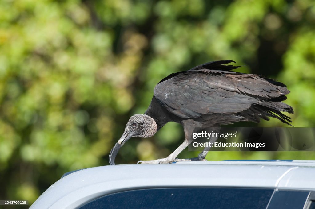 American Black Vulture, Coragyps atratus, pulling at rubber seal on parked car at Anhinga Trail Florida