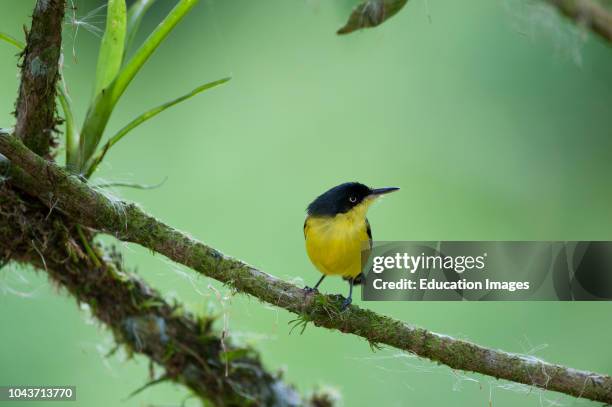 Common Tody Flycatcher, Todirostrum cinereum, La Selva Costa Rica.