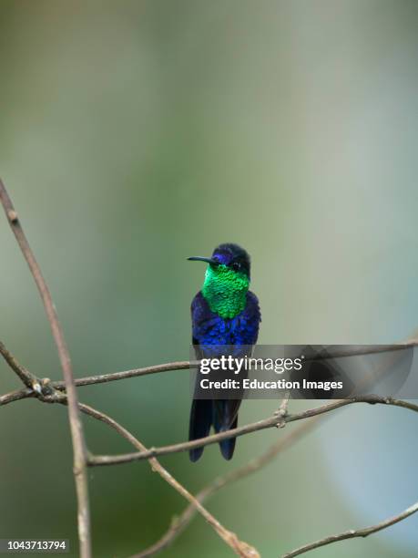 Crowned Wood nymph, Thalurania colombica, male, Costa Rica.