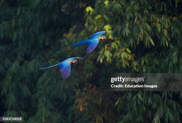 Blue and Yellow Macaw, Ara ararauna, Tambopata Amazon Peru.